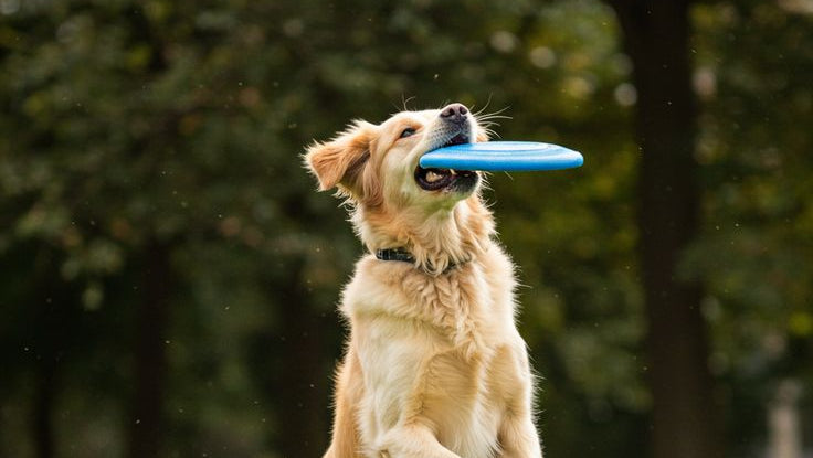 Dog catching a blue frisbee in a park setting